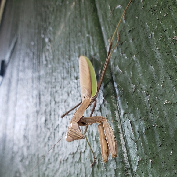 Meet your Posher - Picture 7 of 8